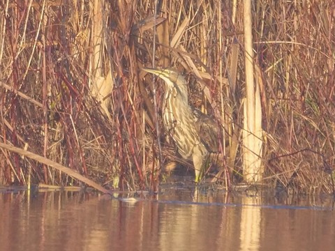 American Bittern - Roger Horn