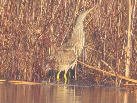 American Bittern - Roger Horn