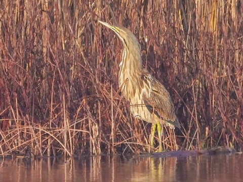 American Bittern - Roger Horn