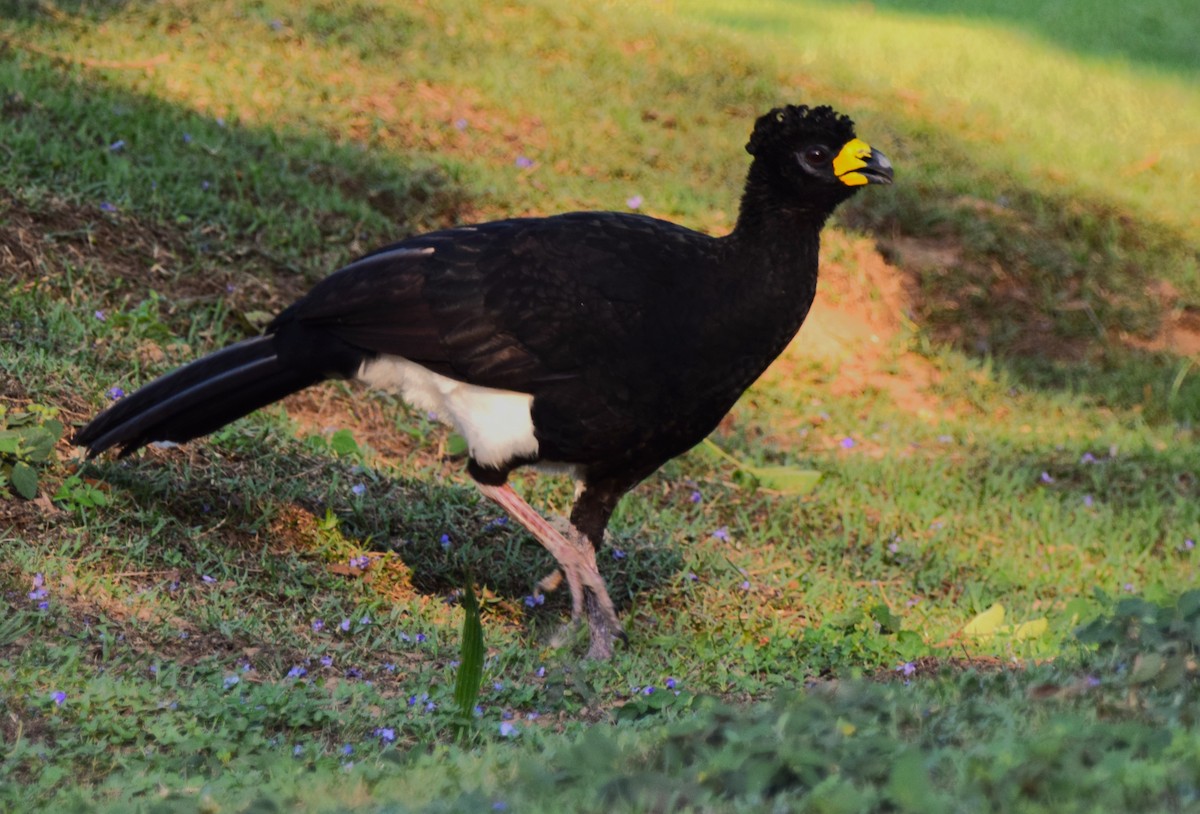 Bare-faced Curassow - ML613459162