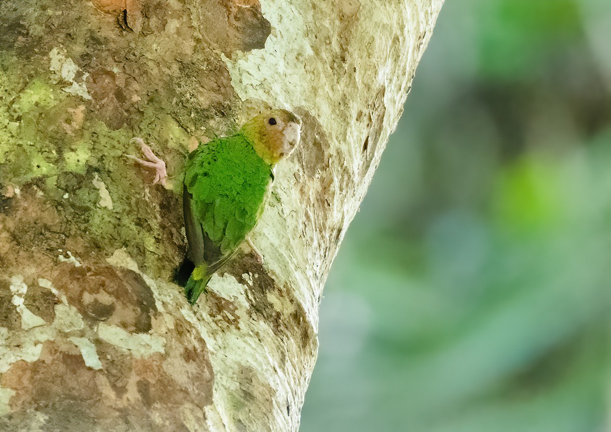 Buff-faced Pygmy-Parrot - ML613459201