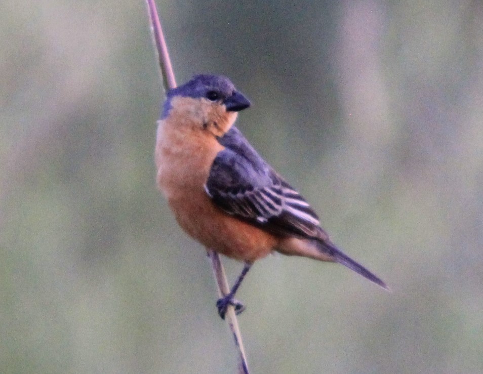Tawny-bellied Seedeater - ML613459219