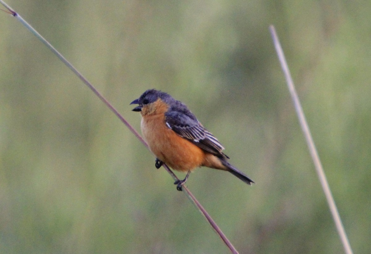 Tawny-bellied Seedeater - ML613459222