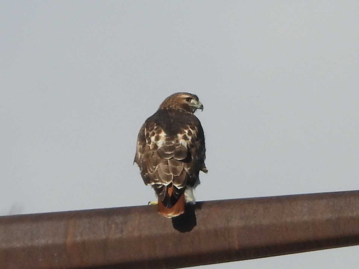 Red-tailed Hawk - ML613459225