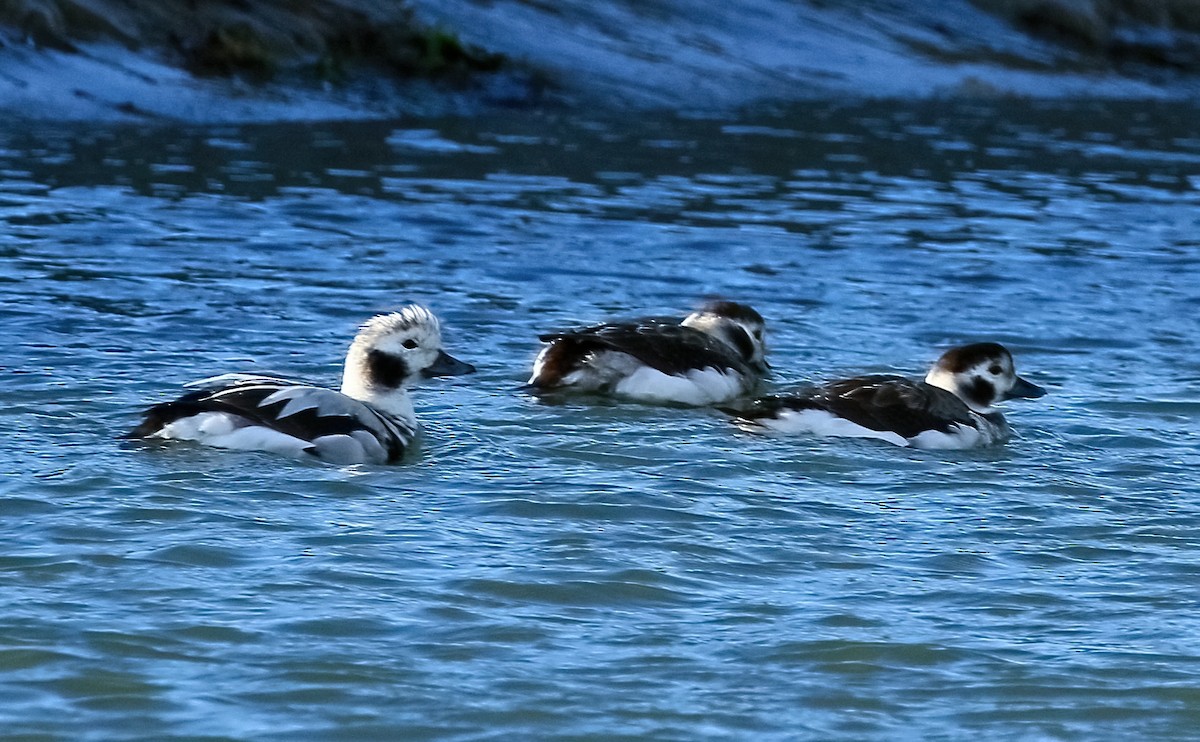 eBird Checklist 12 Jan 2024 Morro Bay Estuary (use more specific