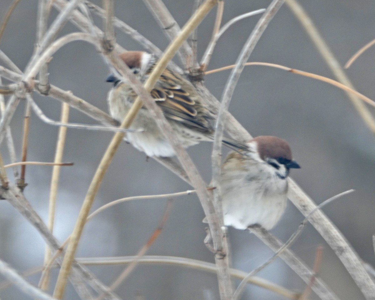 Eurasian Tree Sparrow - ML613459304
