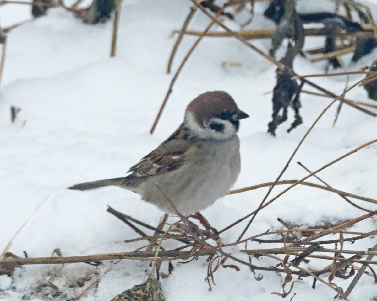 Eurasian Tree Sparrow - ML613459305