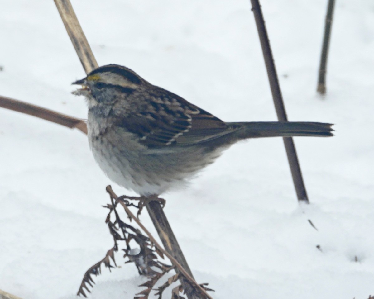 White-throated Sparrow - ML613459371