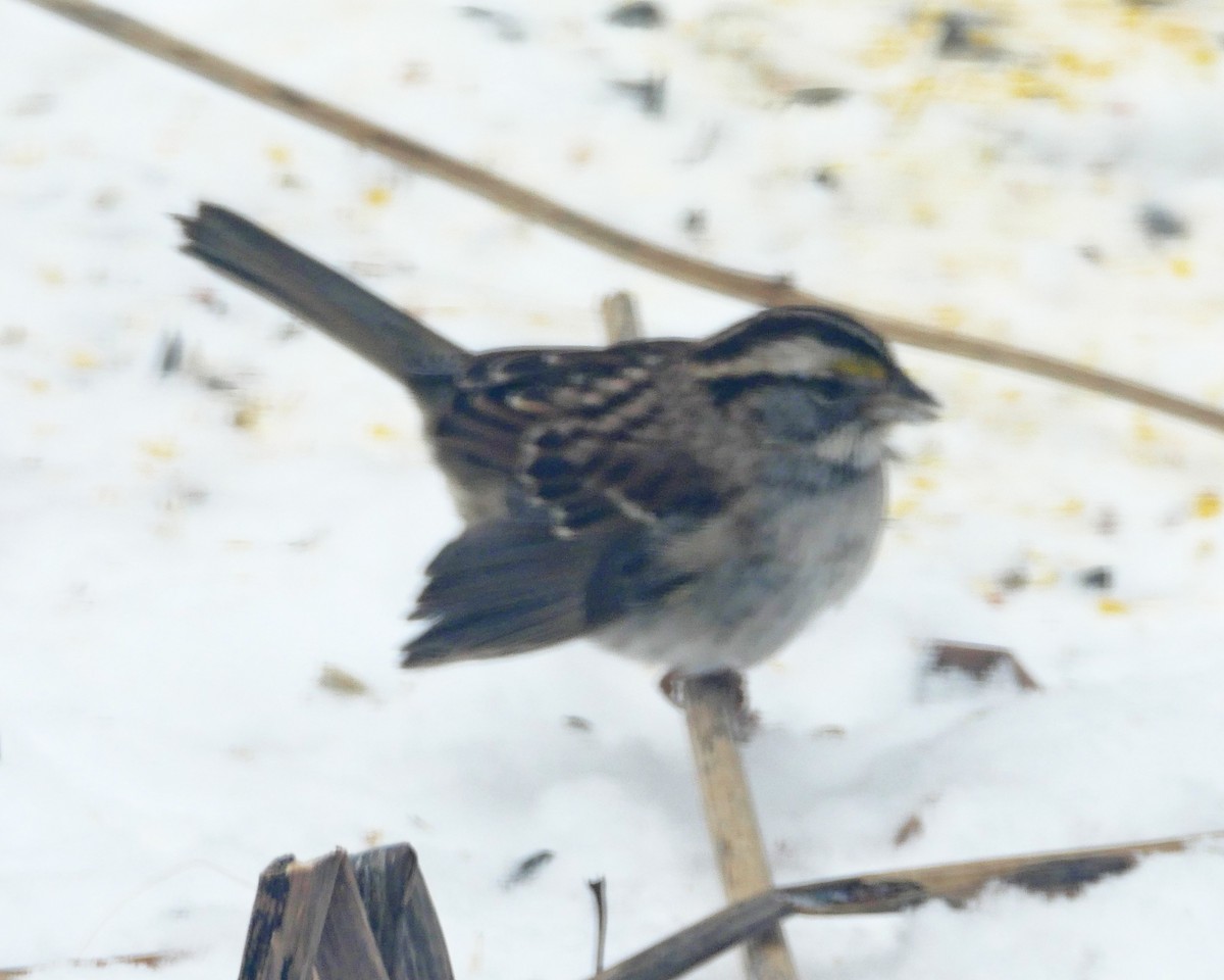 White-throated Sparrow - Kevin Smith