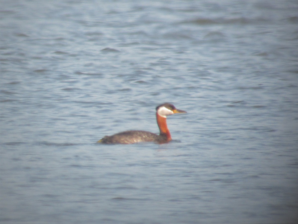 Red-necked Grebe - ML613459432