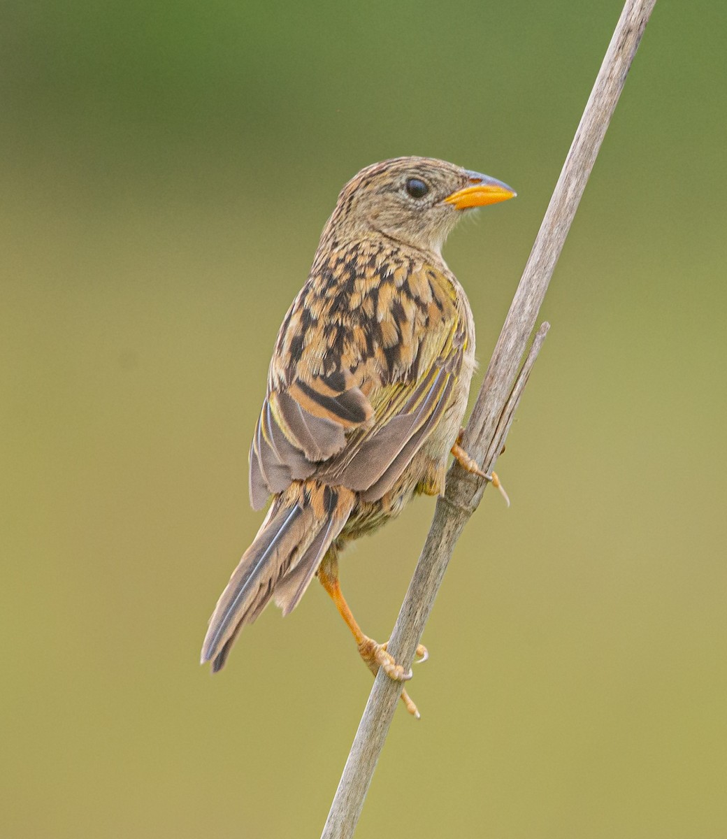 Wedge-tailed Grass-Finch - ML613459579