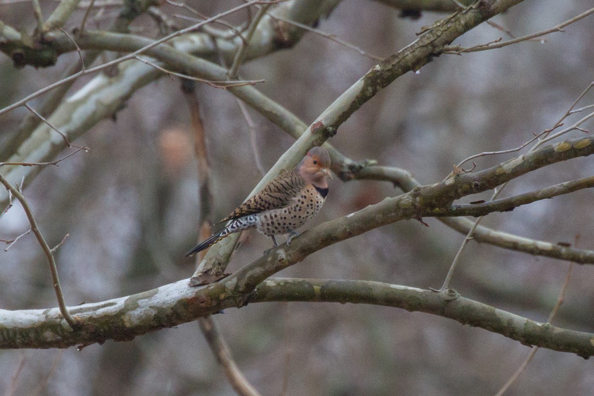 Northern Flicker (Yellow-shafted) - ML613459629