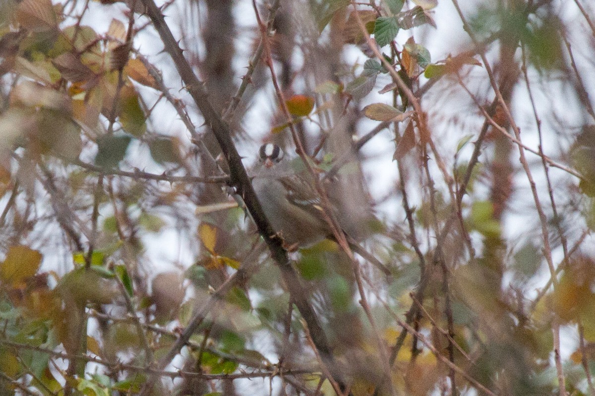 White-crowned Sparrow - ML613459638