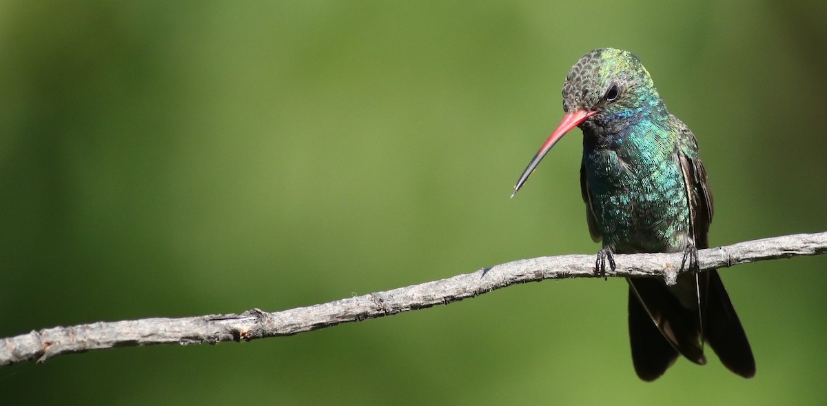 Broad-billed Hummingbird - ML61345971