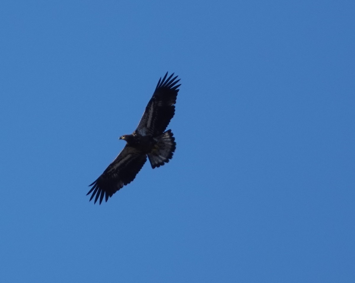 eBird Checklist - 12 Jan 2024 - Karas Rd, Richmondville - 3 species