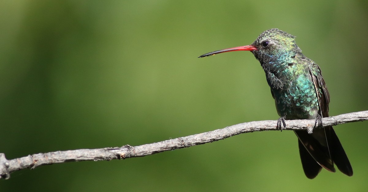 Broad-billed Hummingbird - Andrew Dreelin