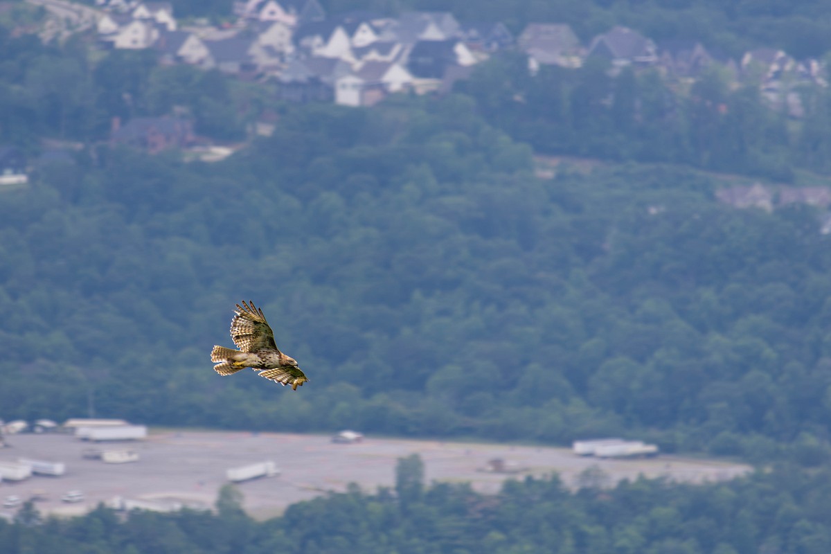 Red-tailed Hawk - ML613459814