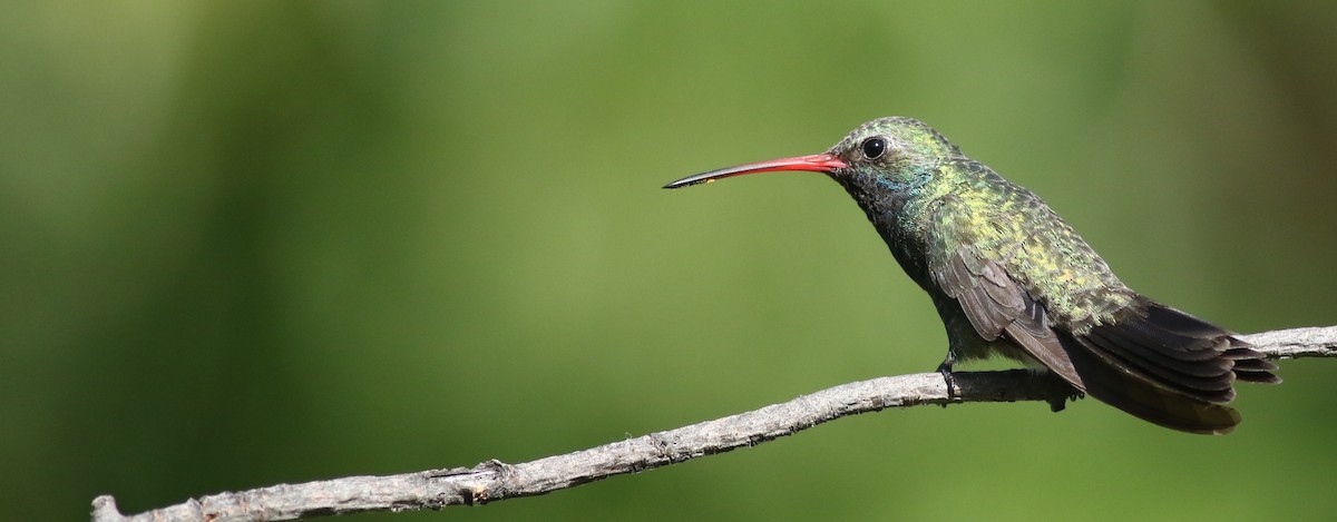 Broad-billed Hummingbird - Andrew Dreelin