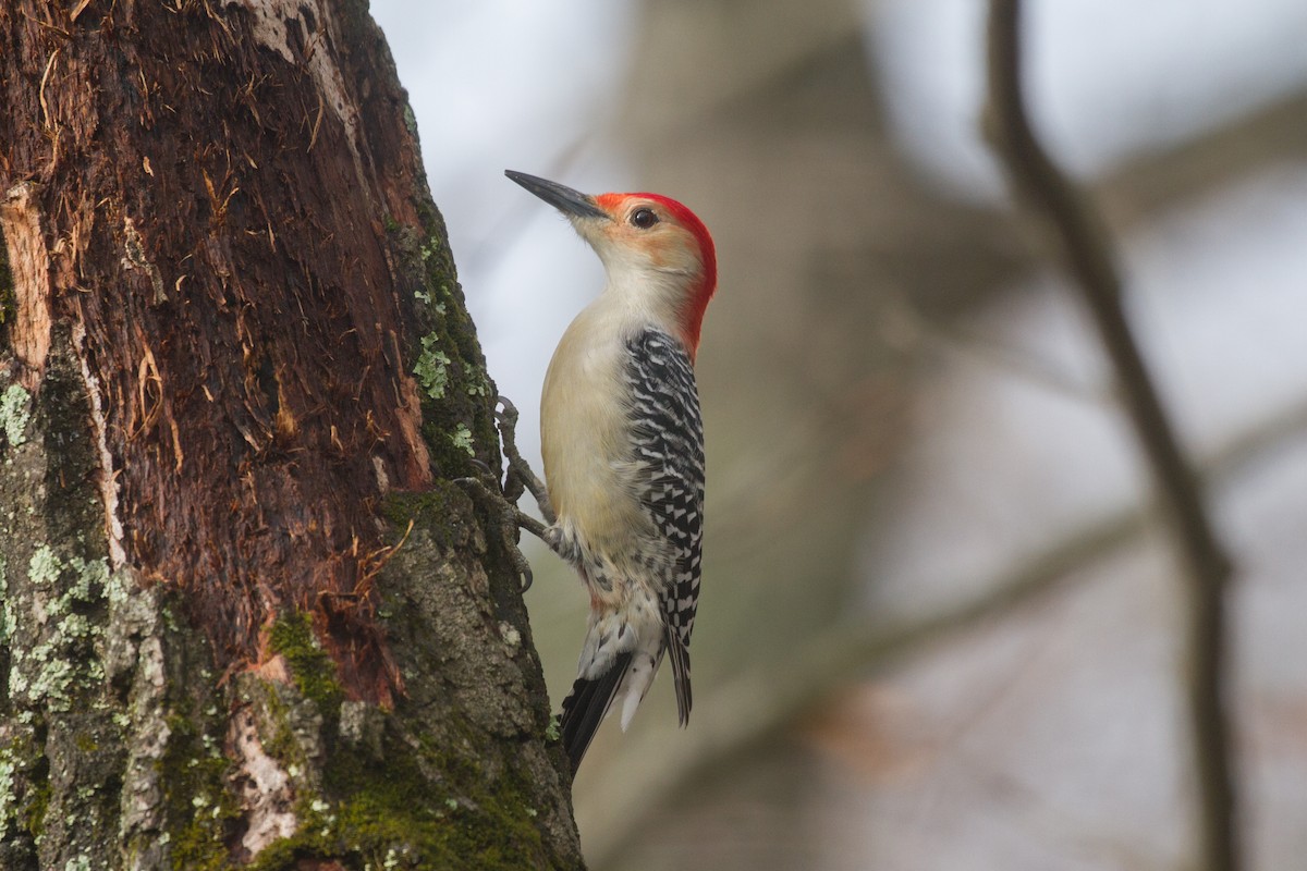 Red-bellied Woodpecker - Griffin Richards