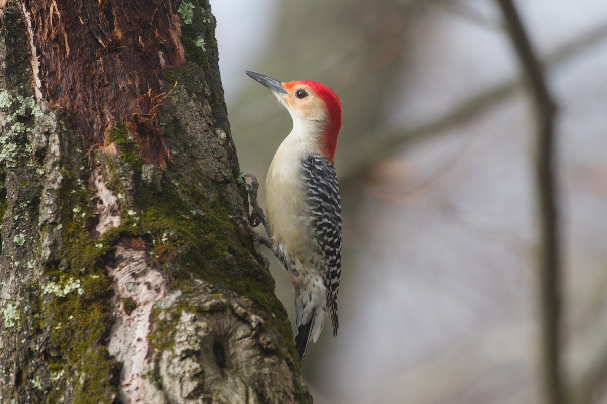 Red-bellied Woodpecker - ML613460121