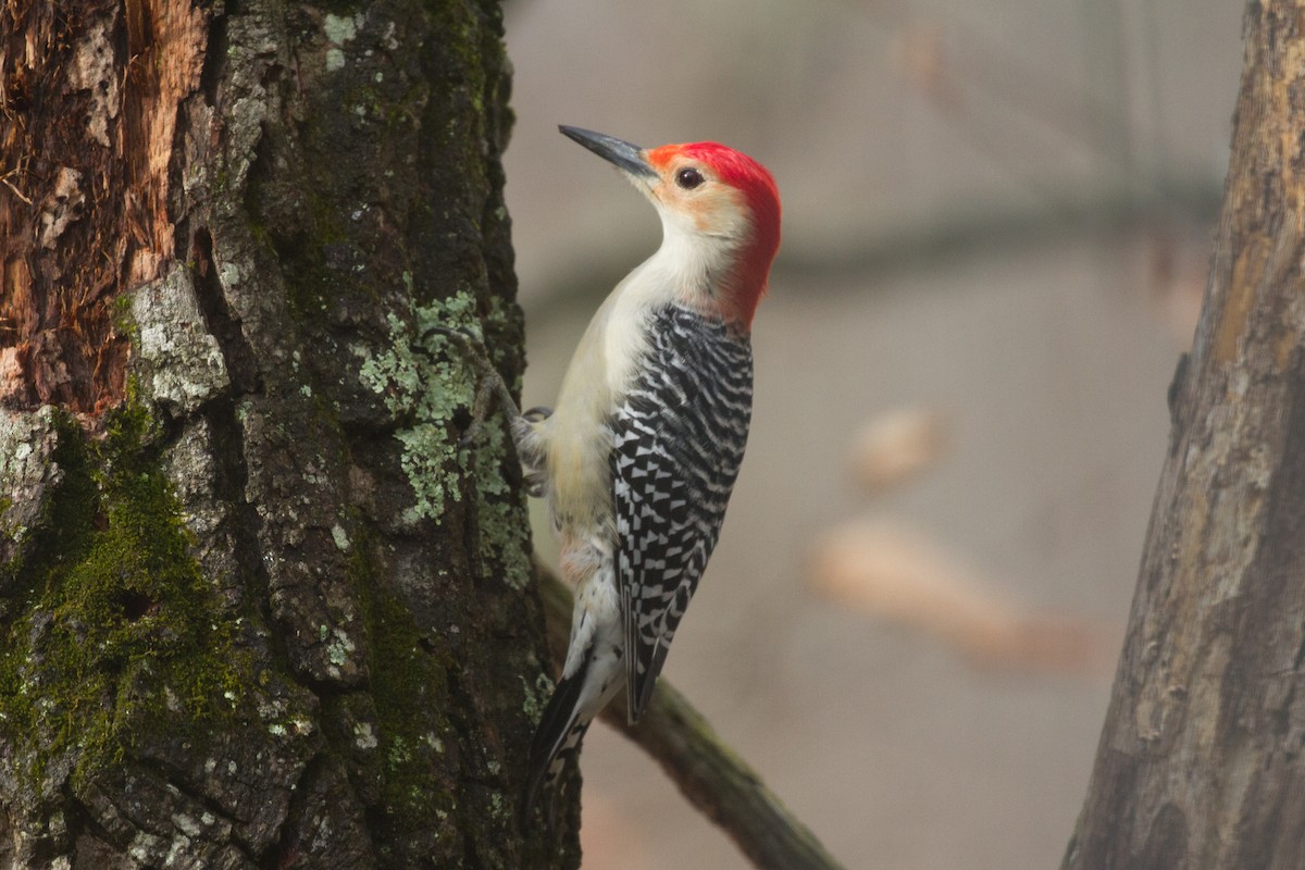 Red-bellied Woodpecker - ML613460127