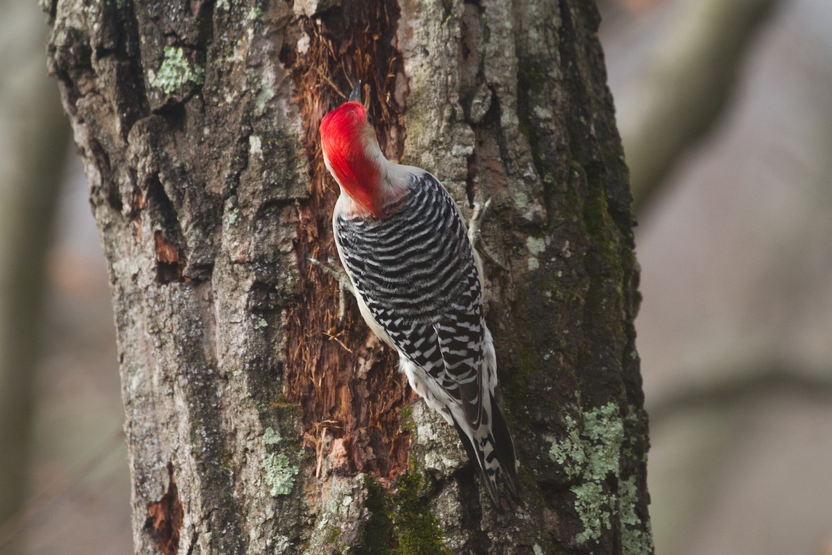 Red-bellied Woodpecker - ML613460131