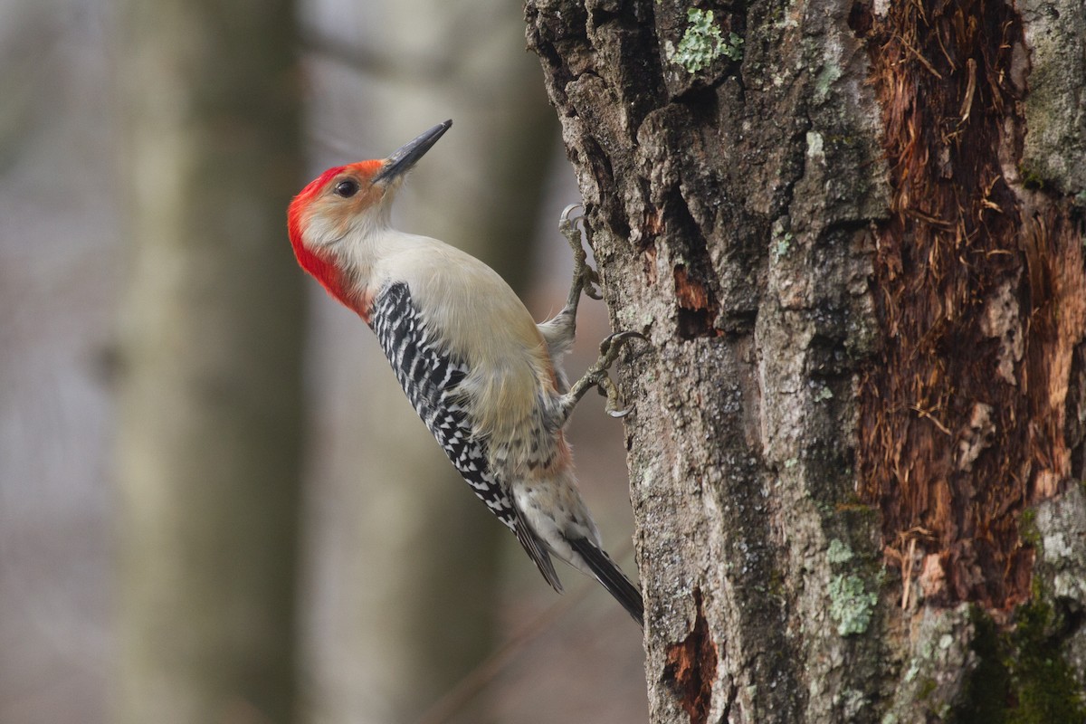 Red-bellied Woodpecker - ML613460133