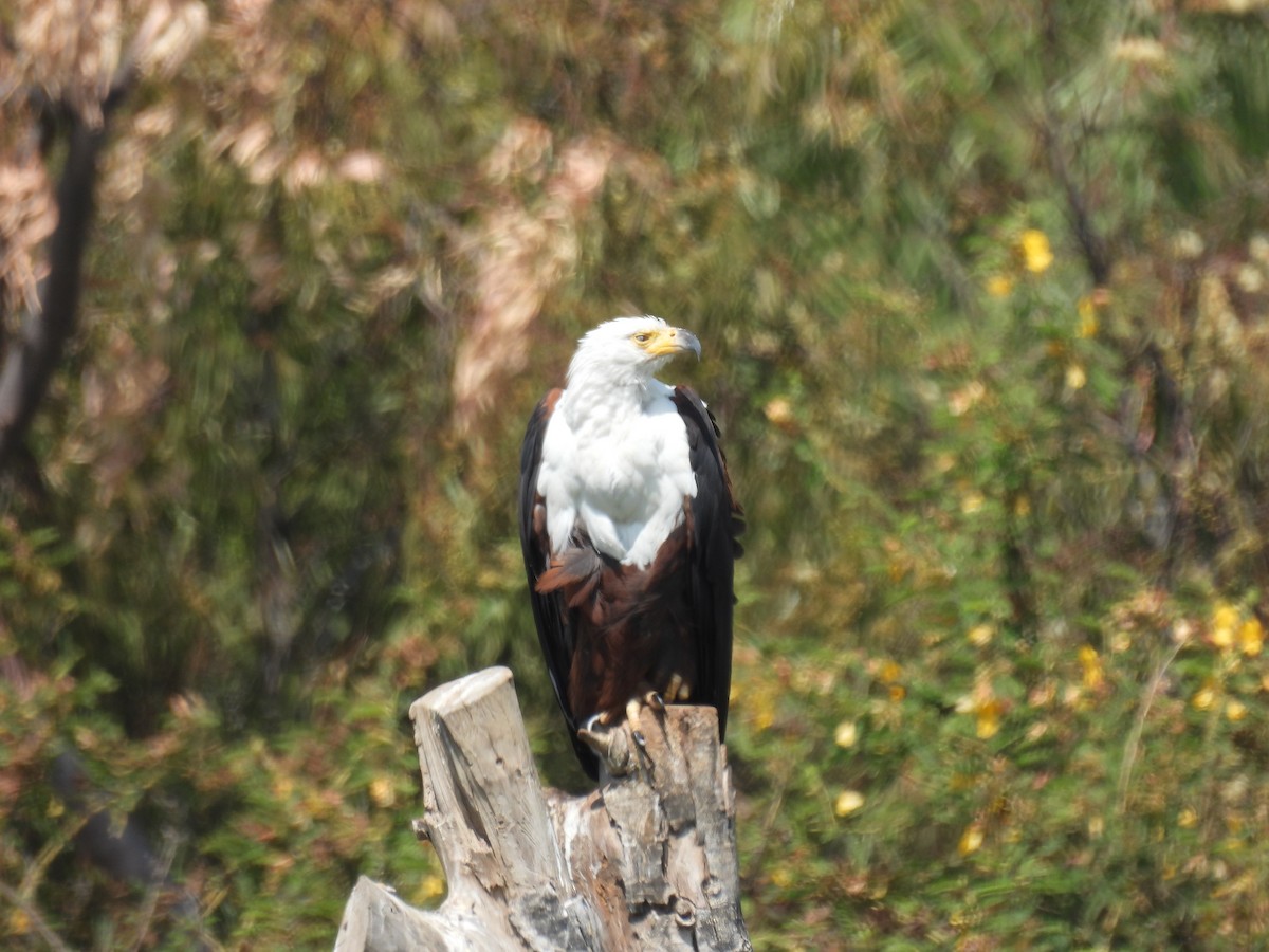 African Fish-Eagle - ML613460153