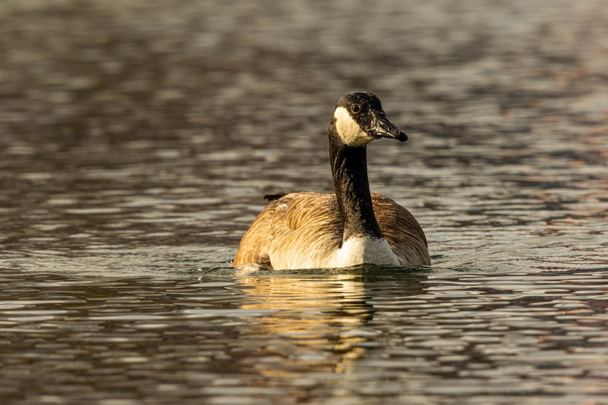 EBird Checklist 7 Jan 2024 Home 2 1 Species   1200