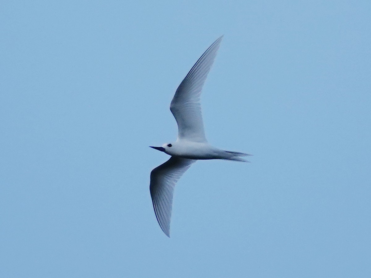 White Tern - Barry Reed