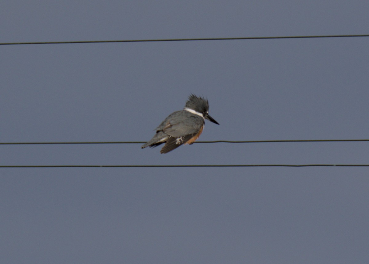 Belted Kingfisher - ML613460569