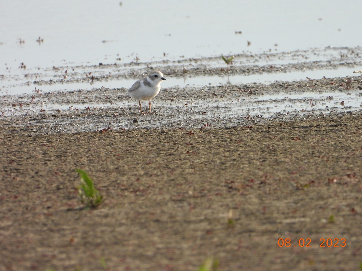 Piping Plover - ML613460608
