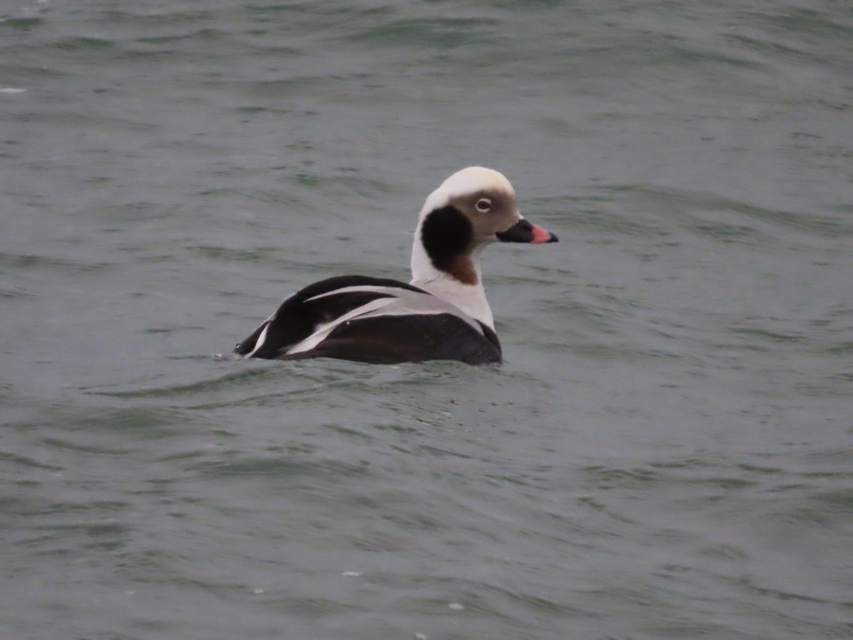 Long-tailed Duck - Gary Poole