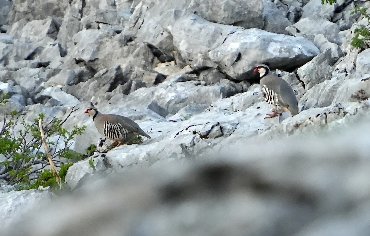 Rock Partridge - Daniel López-Velasco | Ornis Birding Expeditions