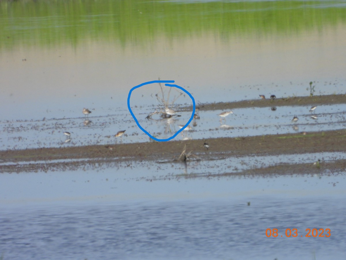 Piping Plover - ML613461299