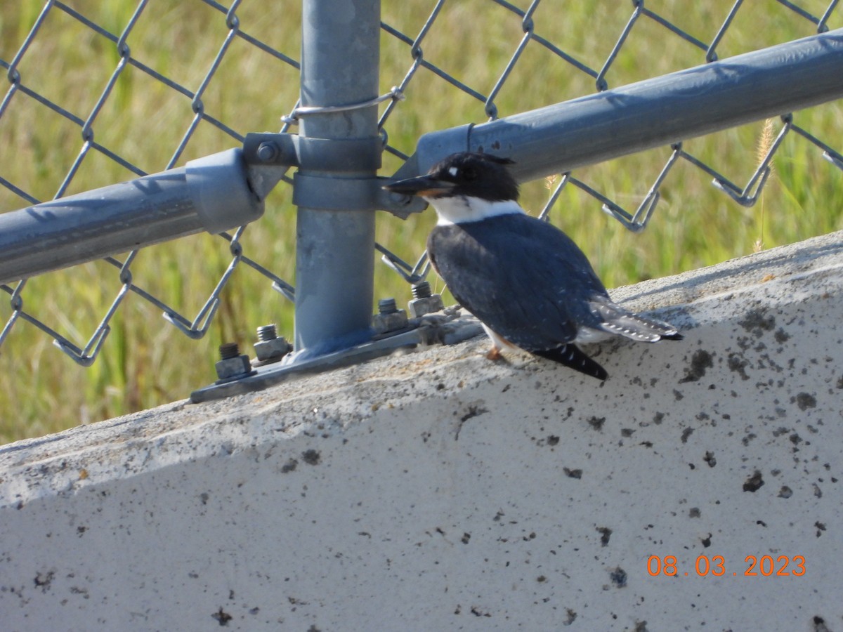 Belted Kingfisher - ML613461303
