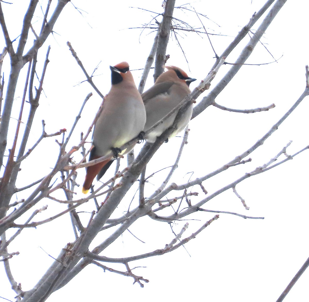 eBird Checklist 13 Jan 2025 Theiler Drive residence 8 species