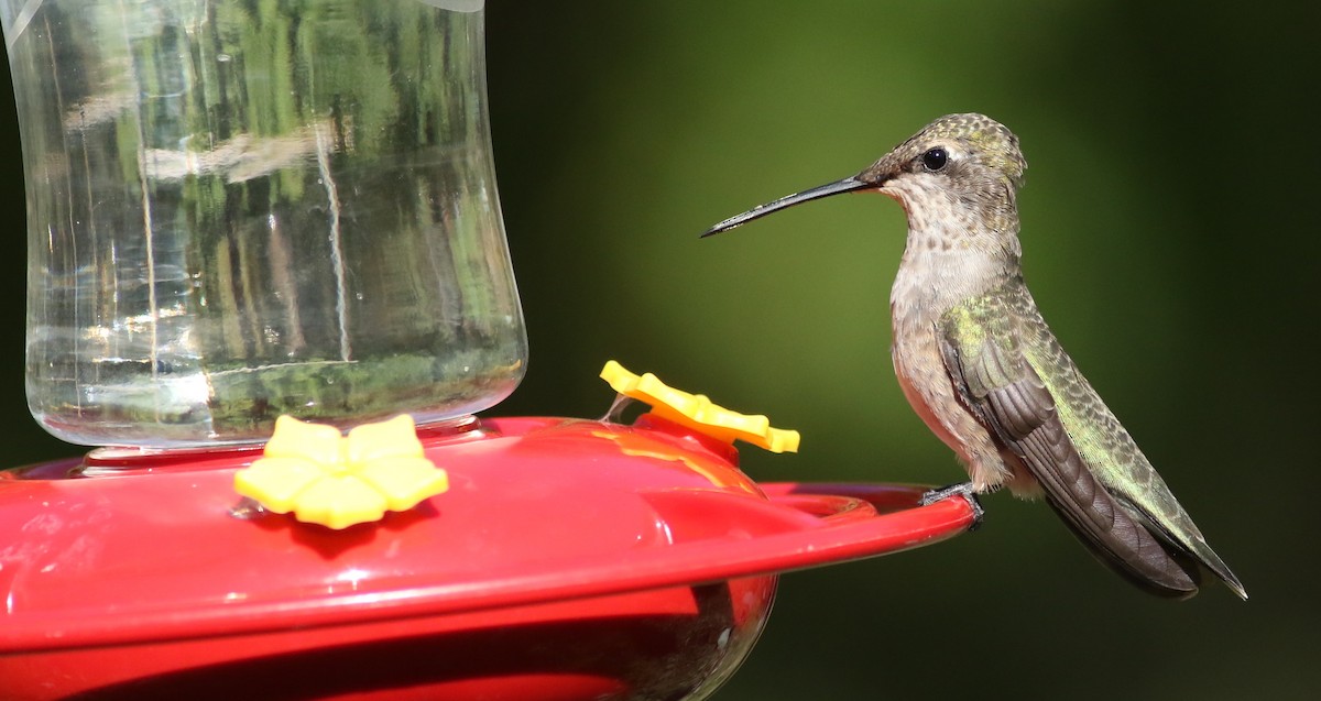 Black-chinned Hummingbird - Andrew Dreelin