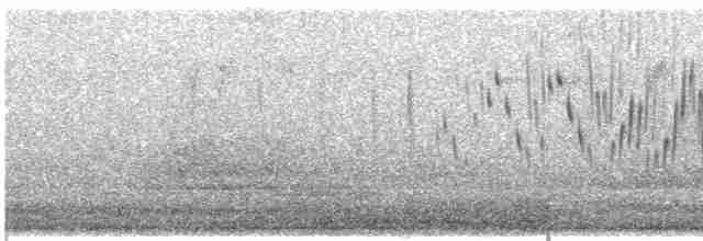 ハジロオーストラリアムシクイ（leuconotus） - ML613461777