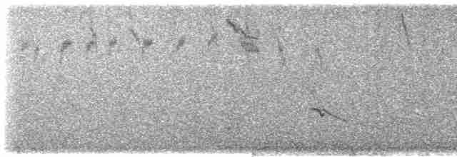 Weißflügel-Staffelschwanz (leuconotus) - ML613461778
