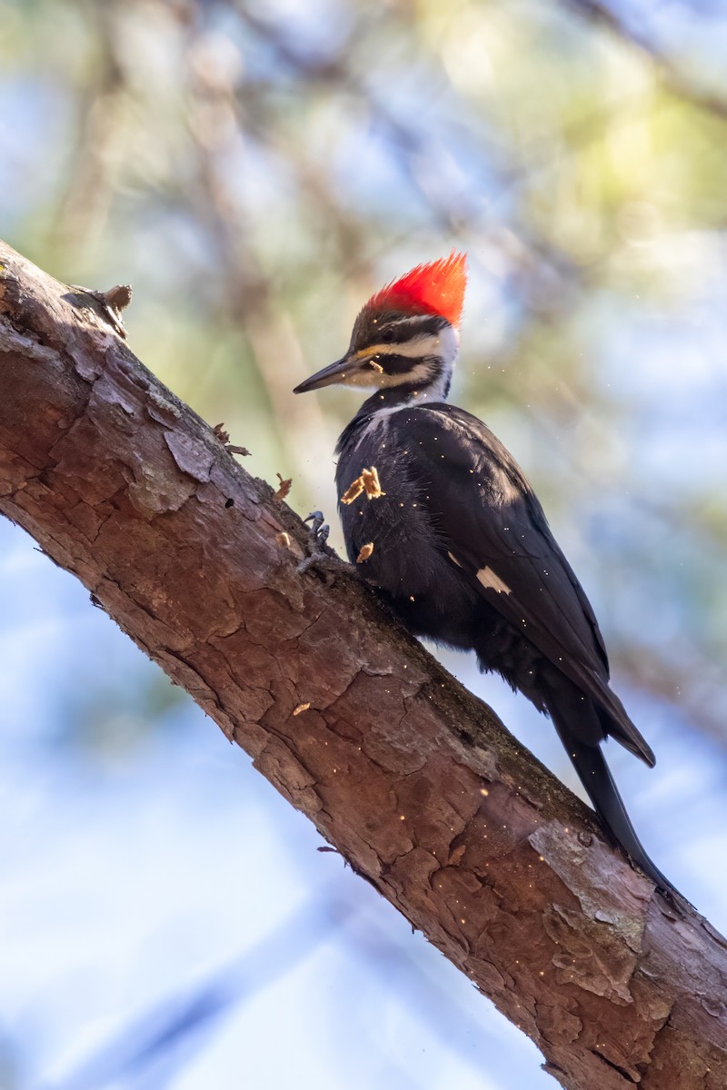 Pileated Woodpecker - ML613462100