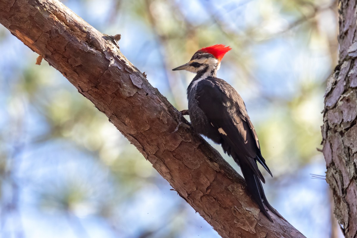 Pileated Woodpecker - ML613462102