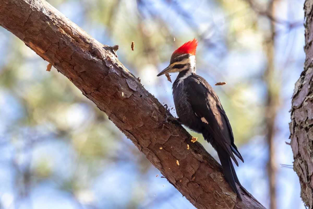 Pileated Woodpecker - ML613462103