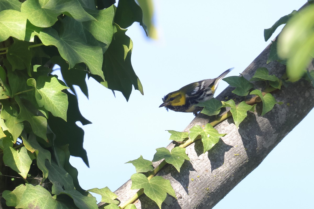 Black-throated Green Warbler - ML613462235
