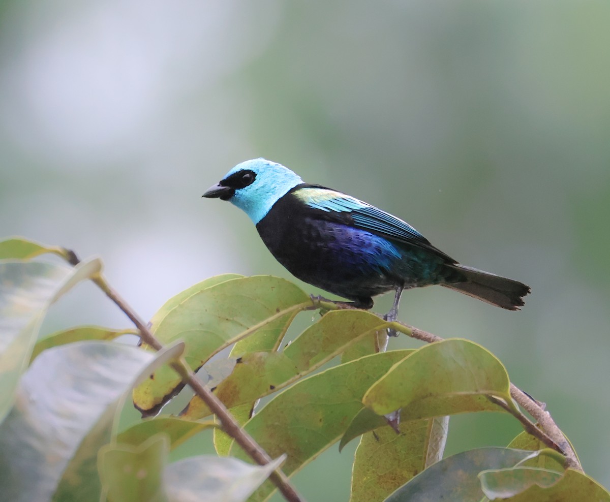 Blue-necked Tanager - ML613462246