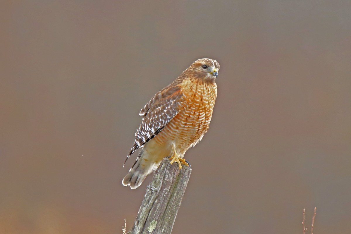 Red-shouldered Hawk (lineatus Group) - ML613462292
