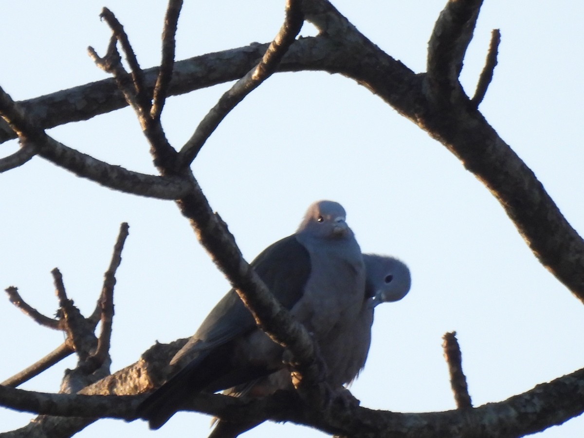 Green Imperial-Pigeon - ML613462448