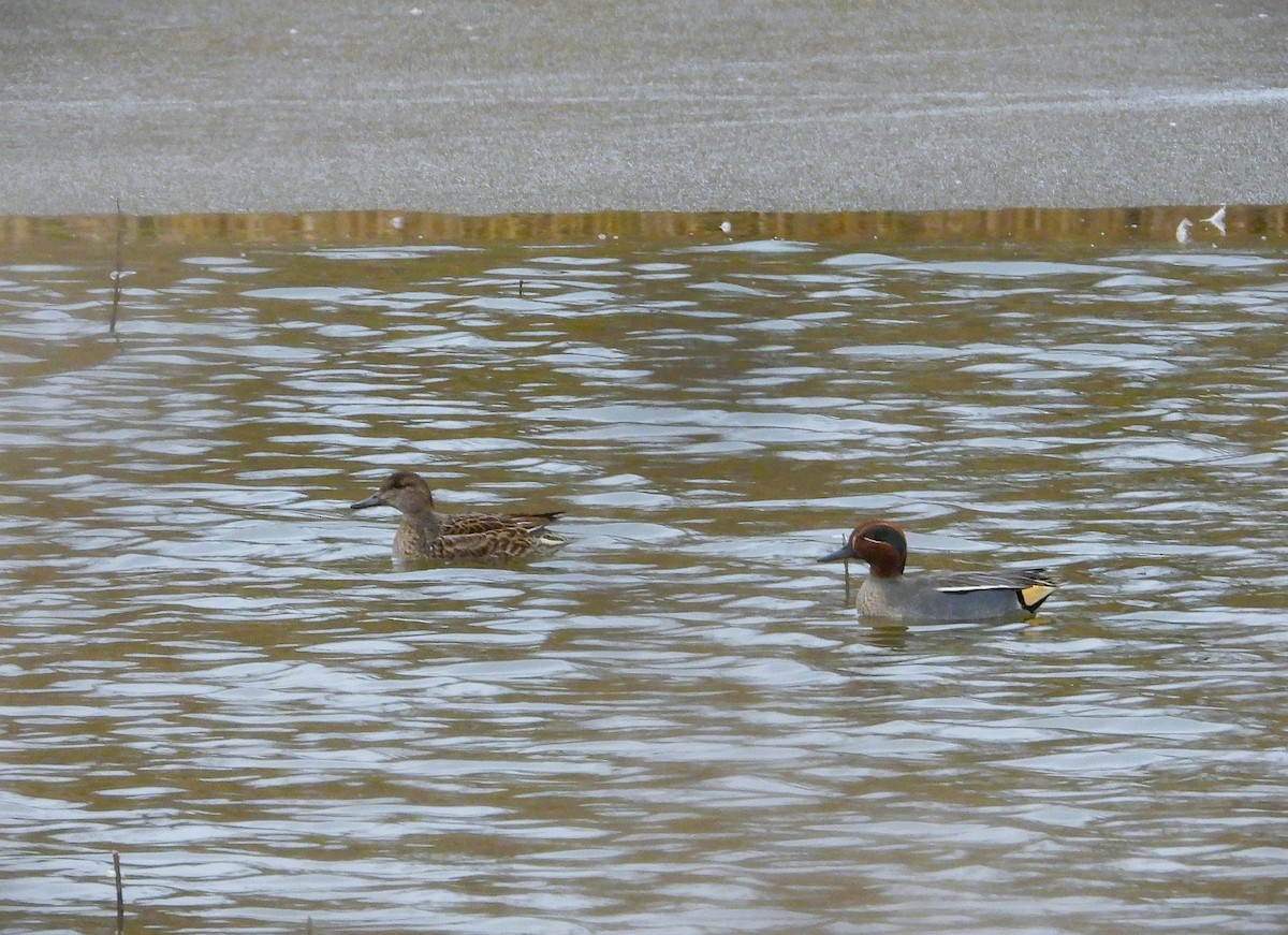 Green-winged Teal - ML613462589