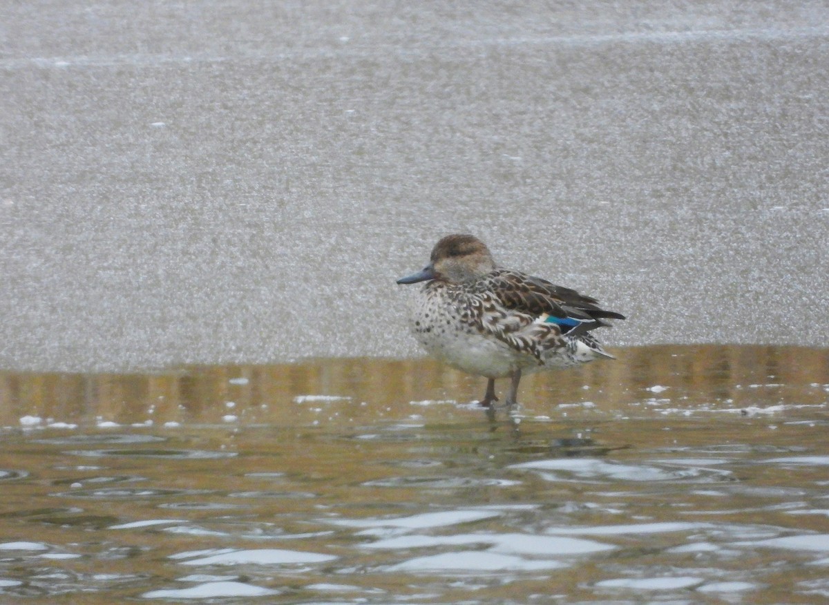 Green-winged Teal - ML613462590