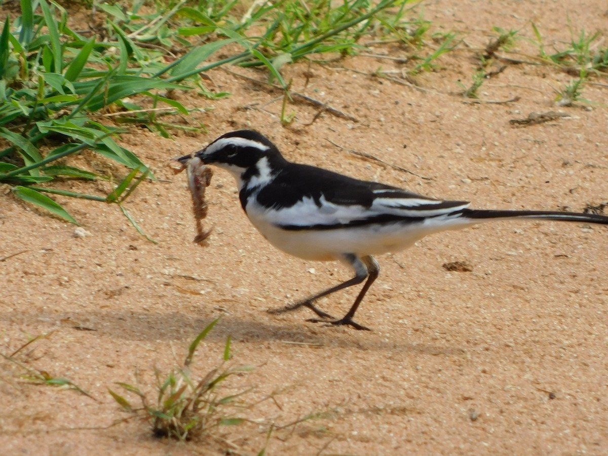 African Pied Wagtail - ML613462647